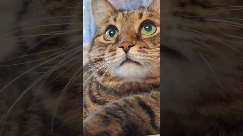 Кофе ☕🤔😉🤣 #cat #кот #юмор #котушка #приколы #цитаты