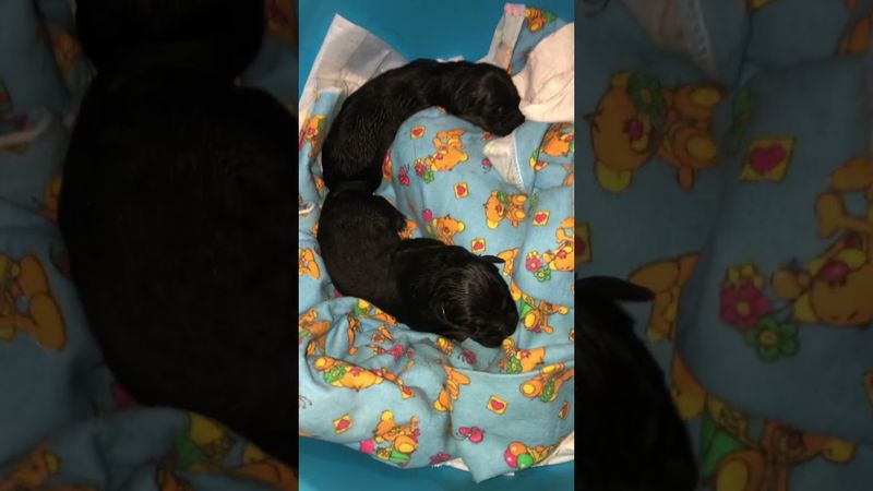 Как это было? Тяжело, первые роды все таки! Но мы справились #немецкаяовчарка#вогерланд#роды