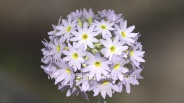 Globular flowering heads of Primula Primrose at wildfilmsindia botanical collection in the Himalaya