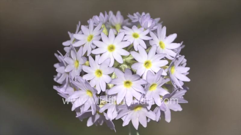 Globular flowering heads of Primula Primrose at wildfilmsindia botanical collection in the Himalaya
