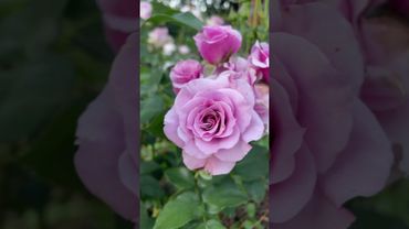 Роза Санта Барбара! Кружевная чаровница!#santabarbararose #newzelandrose #mygarden