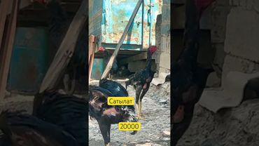 20000 сатылат