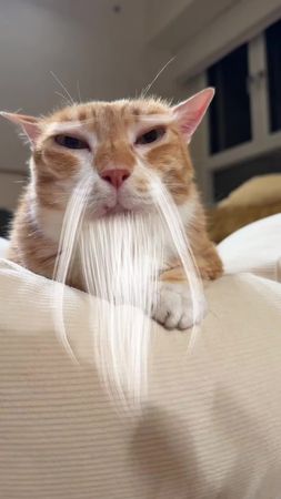 TikTok video #7589569598840786206