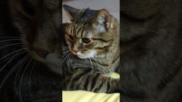 Критика 🙀🤔😉🤣 #cat #кот #приколы #юмор #котушка #смех