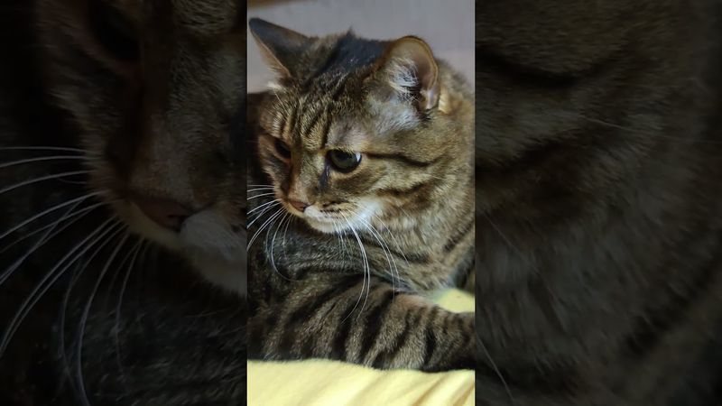 Критика 🙀🤔😉🤣 #cat #кот #приколы #юмор #котушка #смех