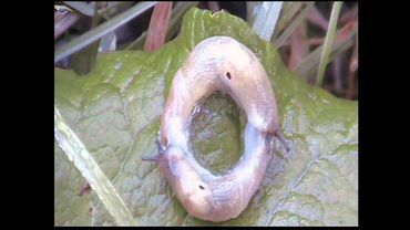 Спаривание слизней.