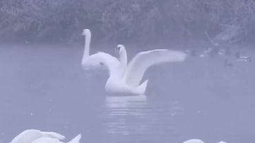 Зимняя сказка, Красивый снегопад, Видео и Музыка для души