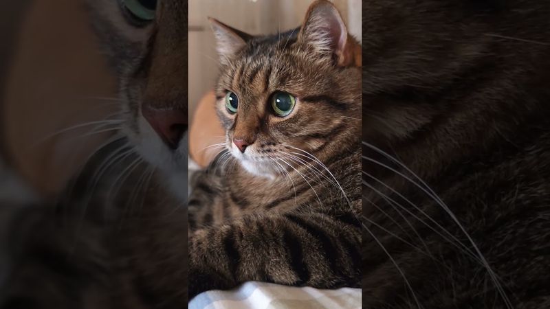 Главное правило ☝️🙀😉🤣 #cat #кот #юмор #котушка #приколы #цитаты