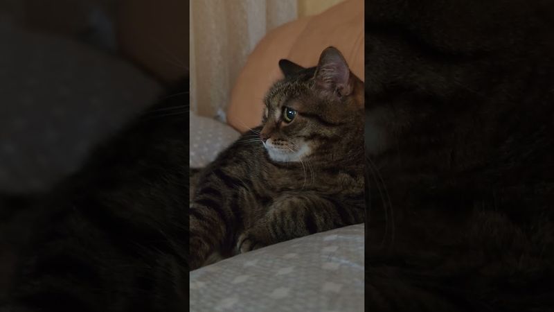 Пока не решился 🤔🙀😉🤣 #cat #кот #юмор #котушка #приколы #цитаты #топ