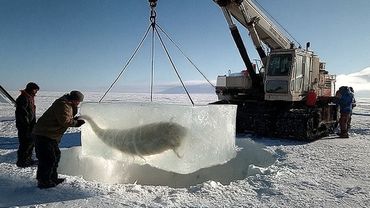 Это существо проснулось после 24,000 лет в замороженном состоянии