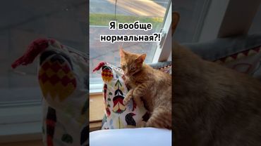 Котолюбовь #marinanova #cats #love