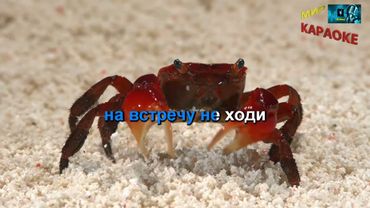 Божья коровка - Гранитный камушек (КАРАОКЕ от DJSerj)