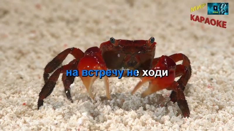 Божья коровка - Гранитный камушек (КАРАОКЕ от DJSerj)