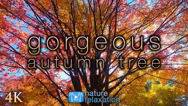 Gorgeous Autumn Tree 4K Screensaver - Natural Window Film