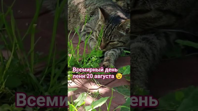 Ла-ла-лаа 😉😻🤗🤣 #cat #кот #юмор #котушка #приколы #смех