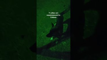 Надо говорить на понятном языке. #собака #пес #татарин #русский #английский