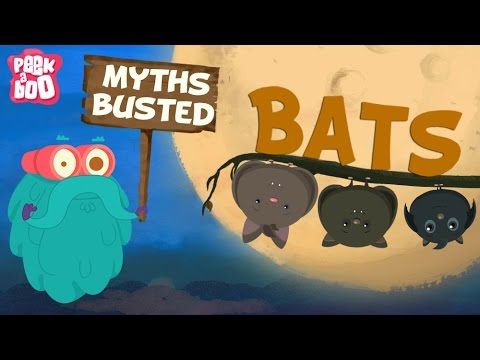 Bats – Myths Busted | The Dr. Binocs Show | Learn Videos For Kids