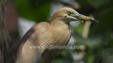 Indian Pond Heron scratches its face cutely, with its long toes and feet, preens neck with beak