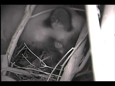 Кошка ест птенцов.