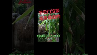 《保命的第六感》你试过出了门，总感觉门没锁吗？接了！转发！功德无量！#国学文化 #国学智慧#道家文化 #正能量 #民间文化 #佛教文化 #保命 #第六感 #转运 #福气 #保佑