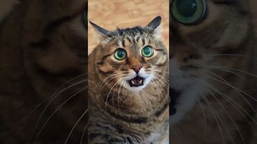 Дама познакомится 💃😺😉🤣 #cat #кот #юмор #котушка #приколы #цитаты