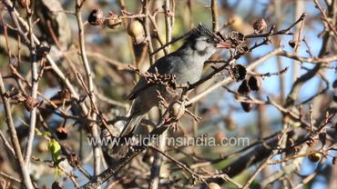 Black Bulbul is a gregarious mountain bird that flies around in flocks, seen at Jabbarkhet Mussoorie
