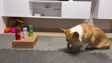 забиваю гол! #трюкиссобакой #собака #коржикева #foryoupage #рек 