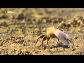 Дикий Египет / Wild Egypt (2015)