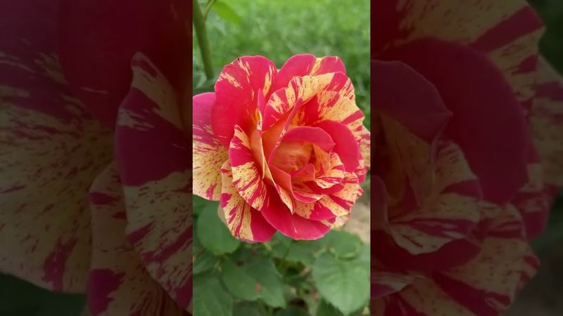 Rose des Cisterciens🩷💛🩷💛 #flowers #rose #ukraine #garden