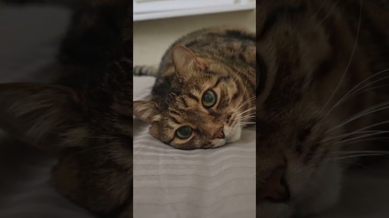 Навязчивая мысль ☝️🤔🙀🤣 #cat #кот #юмор #котушка #приколы ##цитаты