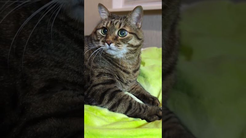 Только без паники 🙀🤔😉🤣 #cat #кот #юмор #котушка #приколы #цитаты