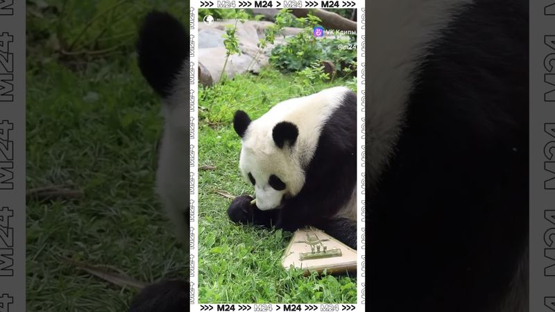 Панда Катюша или русский медведь с балалайкой?