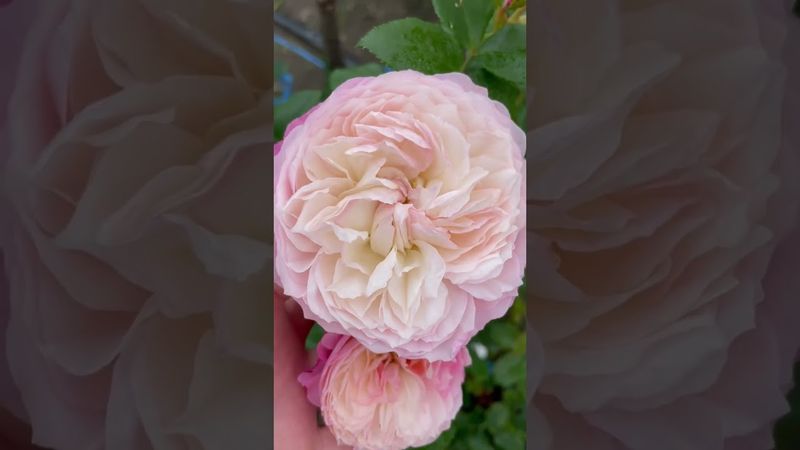 «Констанс» срезочные сорт розы Дэвида Остина🥀#дачники #моядача #розы