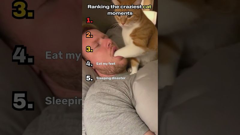 Craziest cat moments #cat #funny #ranking #viral #comedy