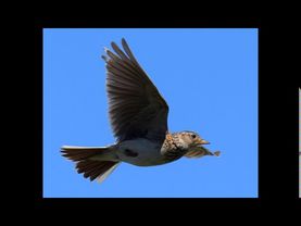 песня "Жаворонки, жавороночки.."