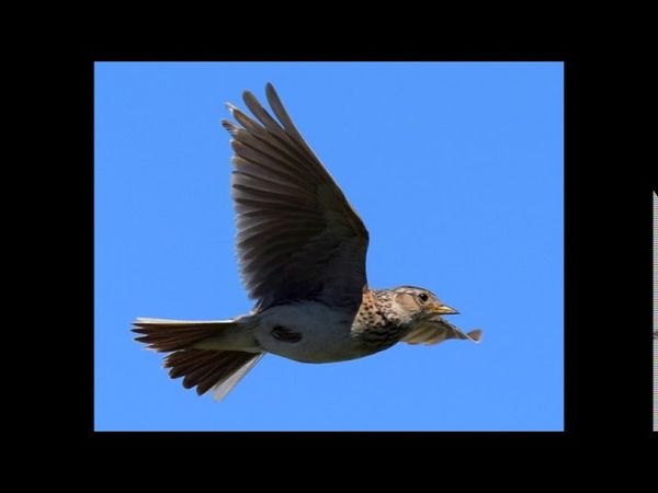 песня "Жаворонки, жавороночки.."
