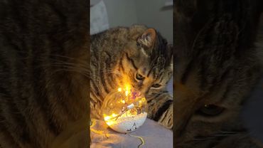 Нет такой мысли 🙀🤔😉🤣 #cat #кот #юмор #котушка #приколы #цитаты