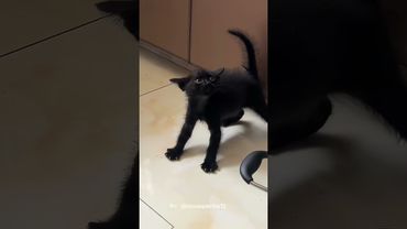 ANGRY KITTEN😍🥰 #shorts #funnycats #funnyanimals