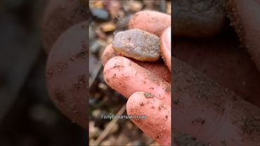 Моренные отложения - принесëнные ледником🌞🌞 Кварц, кварцит и местные окаменелости древней жизни😲🌿