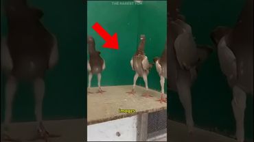 Chicken-Piegons HYBRIDS!