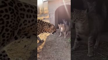 🐾 아기 지키려다 표범에 맞선 엄마 고양이… 결국 놀라운 일이 벌어졌습니다