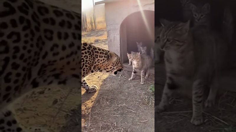 🐾 아기 지키려다 표범에 맞선 엄마 고양이… 결국 놀라운 일이 벌어졌습니다