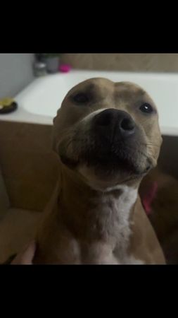 #стаффорд #мими #typ 