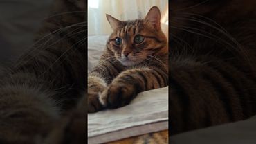 Положительный 🙀🫢😉🤣 #cat #кот #юмор #котушка #приколы #цитаты