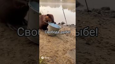 Бобёр освобождает рыб!