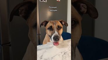 4 разных образа) #ханна #эмоции #актриса #собачки #умница #вшоке #способности #животные