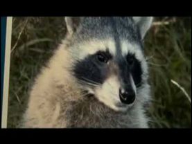 Кузя на MTV.avi