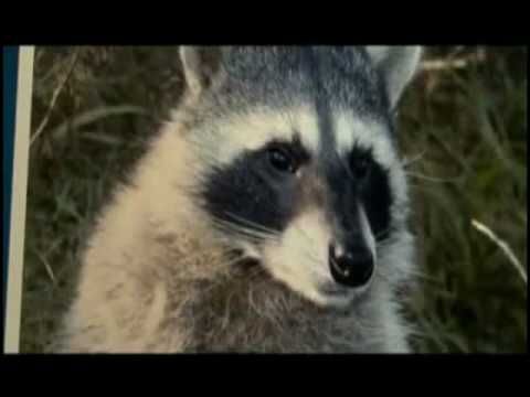 Кузя на MTV.avi