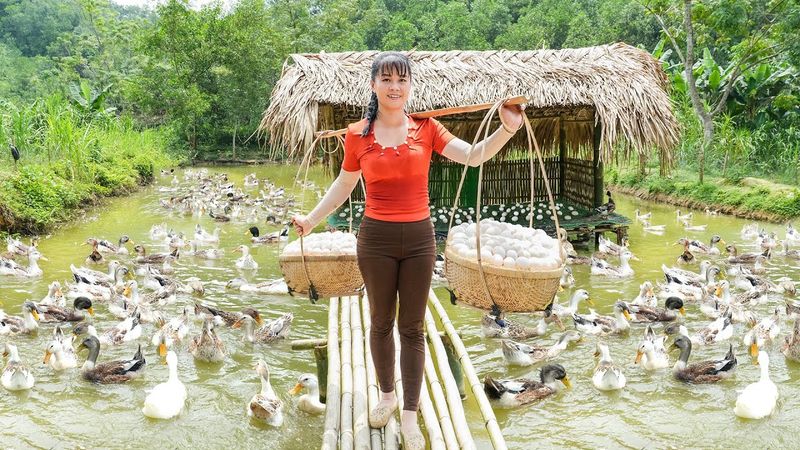 Harvesting Many Ducks Eggs Goes To Market Sell - Take Care Pigs, Ducks, Chicken In My Farm