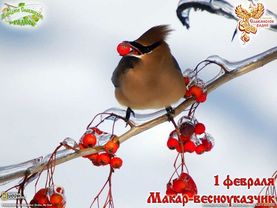Братья месяцы    1 февраля    Макар-весноуказчик